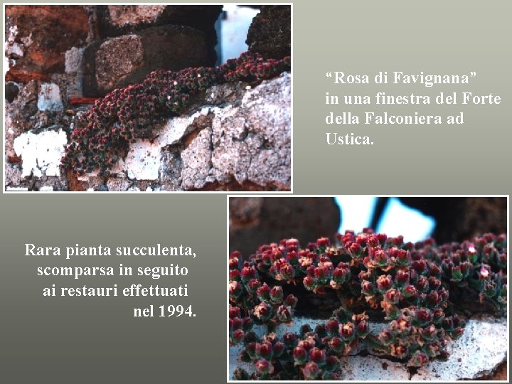 “Rosa di Favignana” in una finestra del Forte della Falconiera ad Ustica. Rara pianta