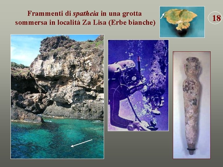 Frammenti di spatheia in una grotta sommersa in località Za Lisa (Erbe bianche) 18