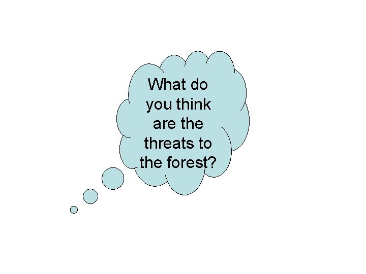 What do you think are threats to the forest? 