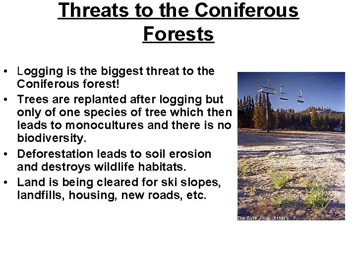 Threats to the Coniferous Forests • Logging is the biggest threat to the Coniferous