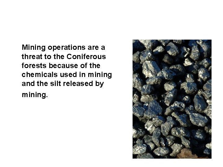 Mining operations are a threat to the Coniferous forests because of the chemicals used