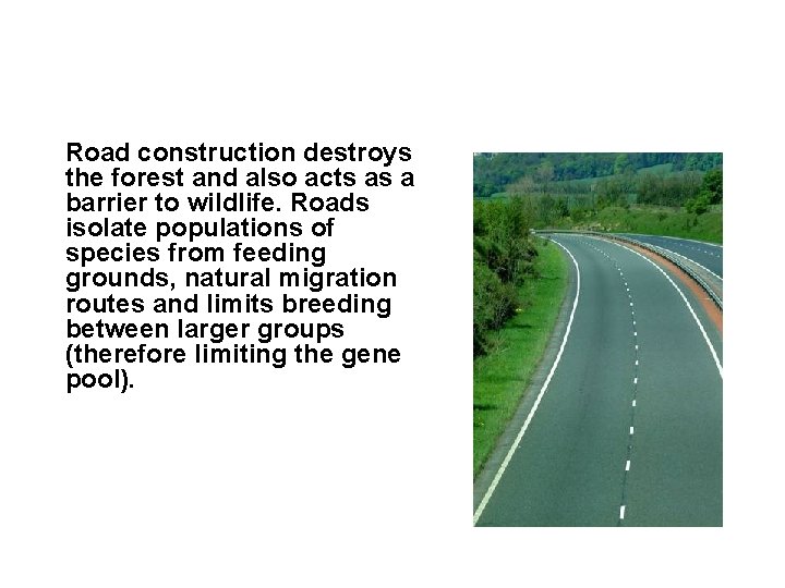 Road construction destroys the forest and also acts as a barrier to wildlife. Roads