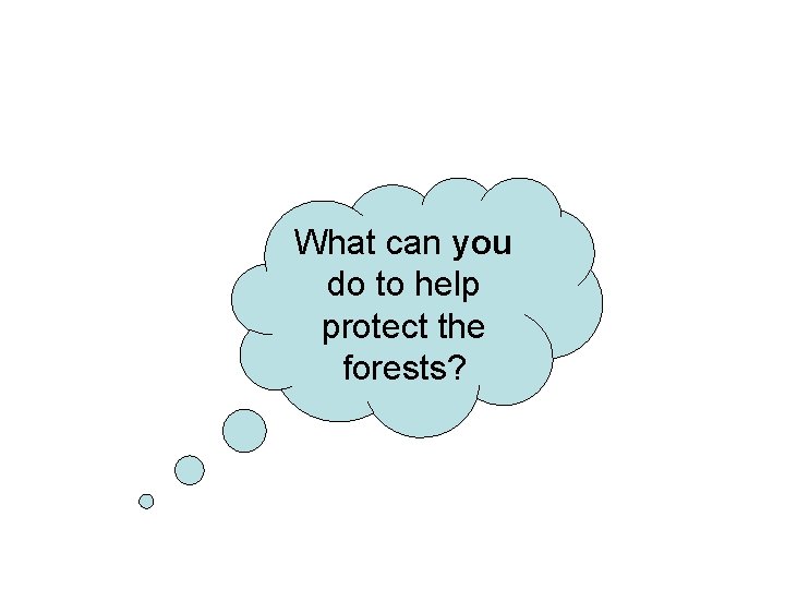 What can you do to help protect the forests? 