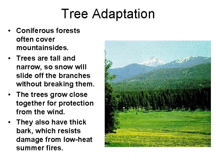 Tree Adaptation • Coniferous forests often cover mountainsides. • Trees are tall and narrow,