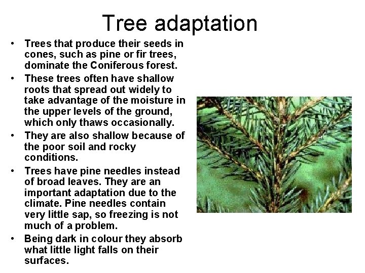 Tree adaptation • Trees that produce their seeds in cones, such as pine or