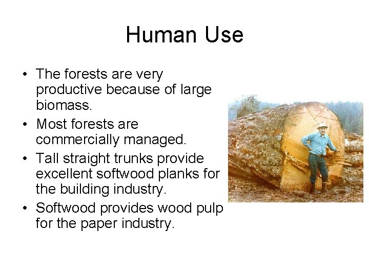 Human Use • The forests are very productive because of large biomass. • Most