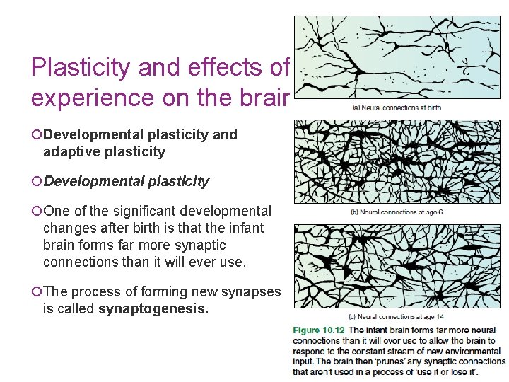 Plasticity and effects of experience on the brain ¡Developmental plasticity and adaptive plasticity ¡Developmental