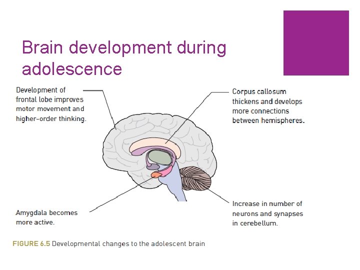 Brain development during adolescence 