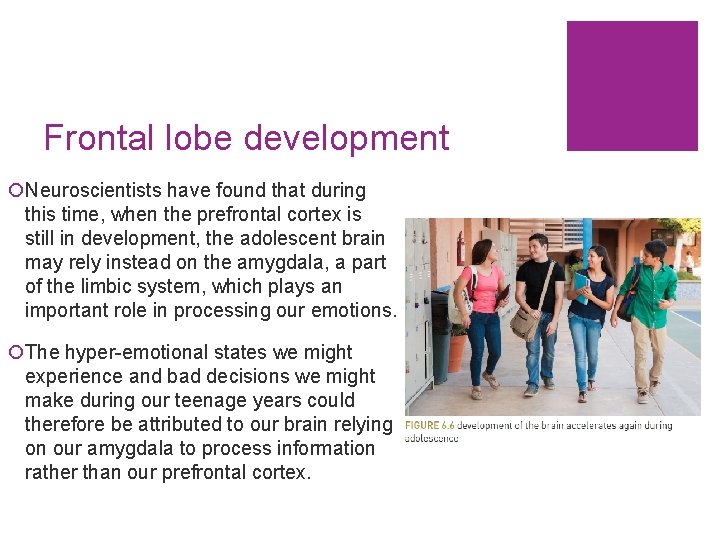Frontal lobe development ¡Neuroscientists have found that during this time, when the prefrontal cortex