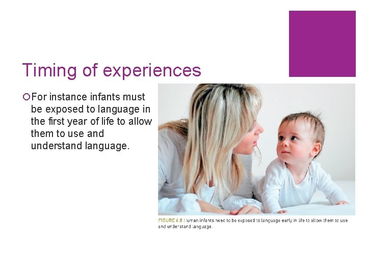 Timing of experiences ¡For instance infants must be exposed to language in the first