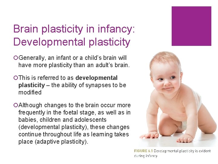 Brain plasticity in infancy: Developmental plasticity ¡Generally, an infant or a child’s brain will