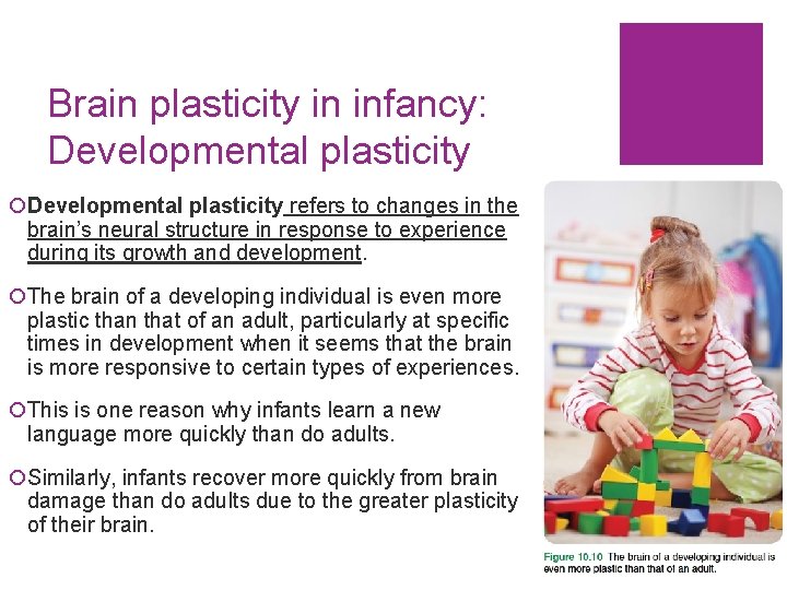 Brain plasticity in infancy: Developmental plasticity ¡Developmental plasticity refers to changes in the brain’s