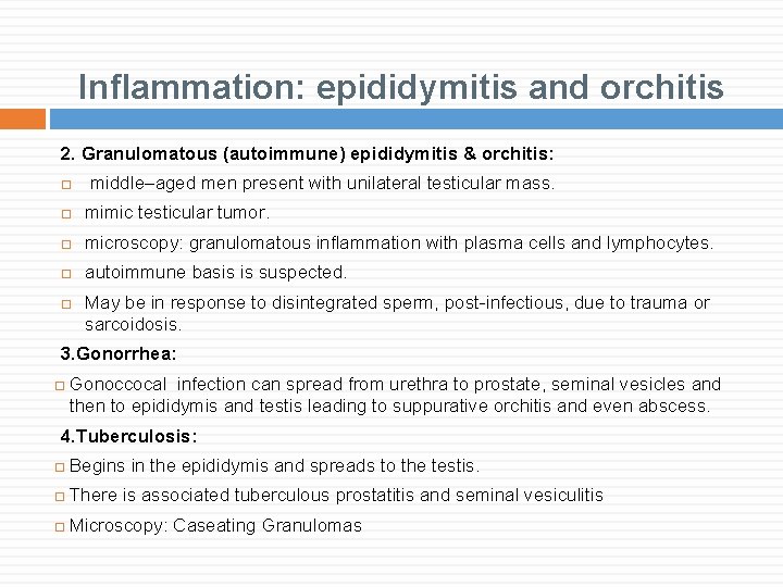 Inflammation: epididymitis and orchitis 2. Granulomatous (autoimmune) epididymitis & orchitis: middle–aged men present with