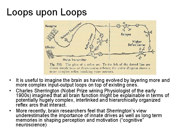 Loops upon Loops • It is useful to imagine the brain as having evolved