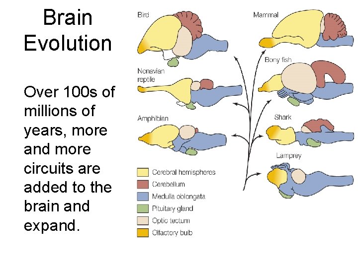 Brain Evolution Over 100 s of millions of years, more and more circuits are