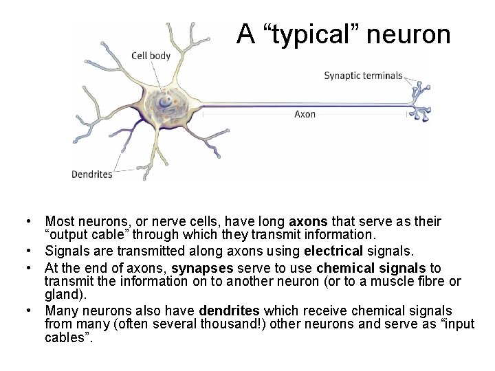 A “typical” neuron • Most neurons, or nerve cells, have long axons that serve