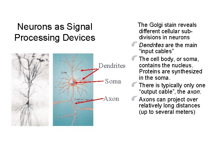 Neurons as Signal Processing Devices Dendrites Soma Axon The Golgi stain reveals different cellular