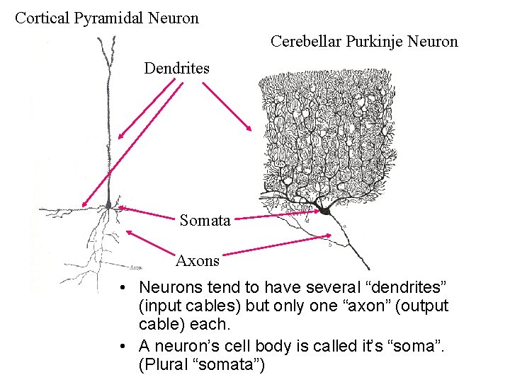 Cortical Pyramidal Neuron Cerebellar Purkinje Neuron Dendrites Somata Axons • Neurons tend to have
