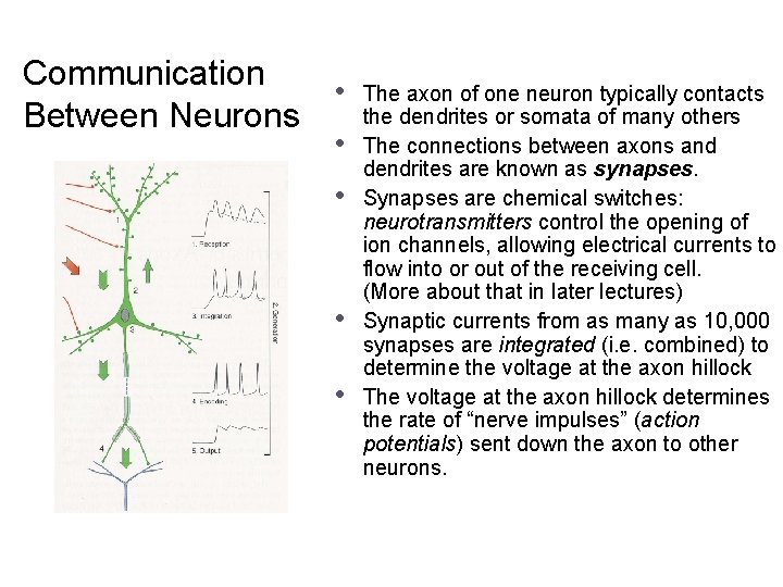 Communication Between Neurons • • • The axon of one neuron typically contacts the