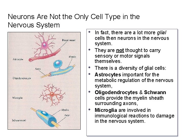 Neurons Are Not the Only Cell Type in the Nervous System • In fact,