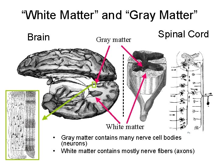 “White Matter” and “Gray Matter” Brain Gray matter Spinal Cord White matter • Gray
