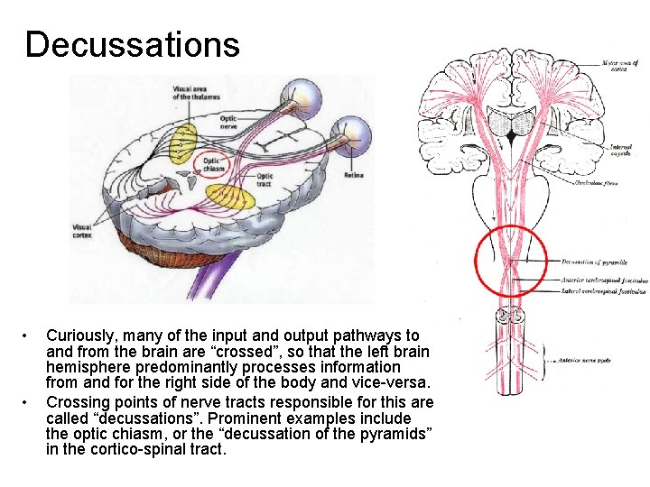 Decussations • • Curiously, many of the input and output pathways to and from