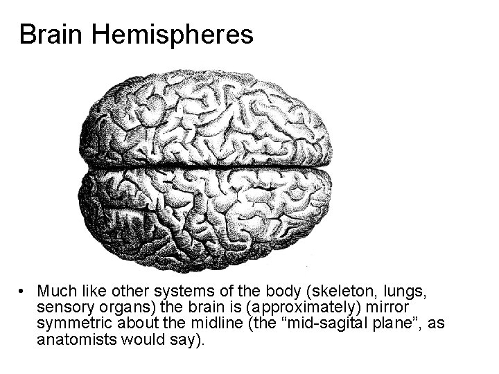 Brain Hemispheres • Much like other systems of the body (skeleton, lungs, sensory organs)