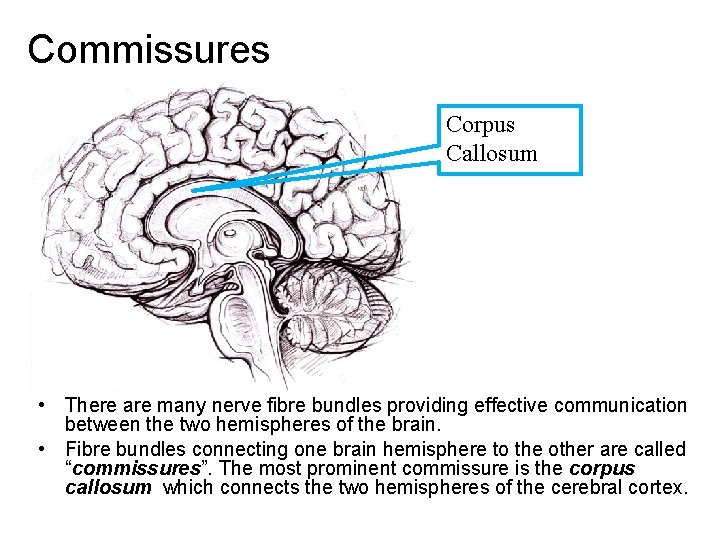 Commissures Corpus Callosum • There are many nerve fibre bundles providing effective communication between