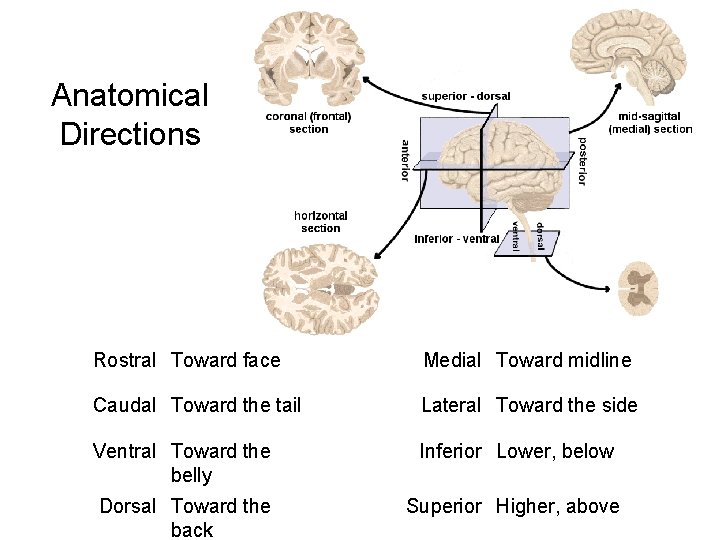 Anatomical Directions Rostral Toward face Medial Toward midline Caudal Toward the tail Lateral Toward