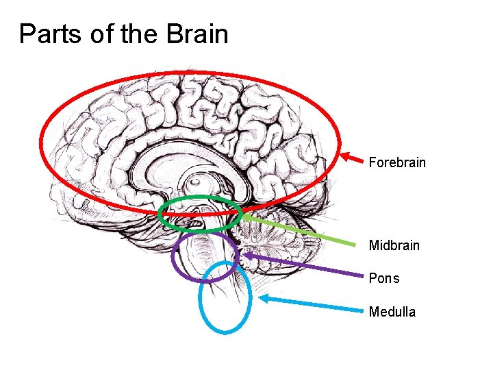 Parts of the Brain Forebrain Midbrain Pons Medulla 