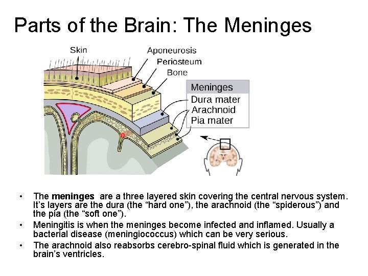 Parts of the Brain: The Meninges • • • The meninges are a three