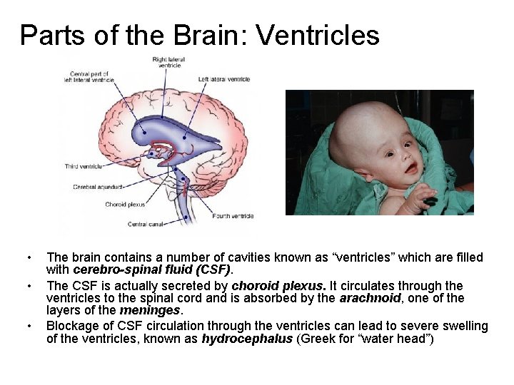 Parts of the Brain: Ventricles • • • The brain contains a number of