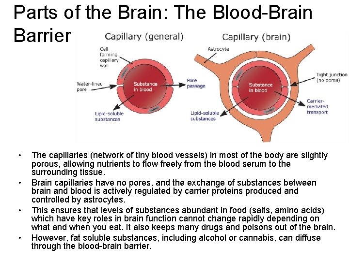 Parts of the Brain: The Blood-Brain Barrier • • The capillaries (network of tiny