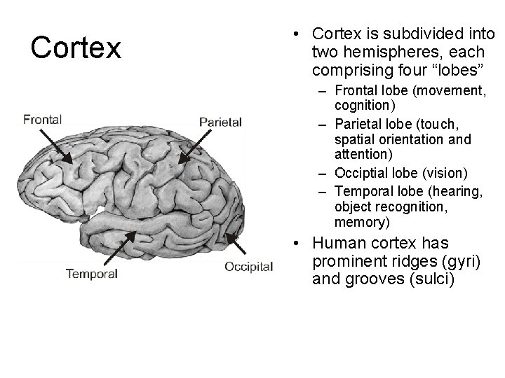 Cortex • Cortex is subdivided into two hemispheres, each comprising four “lobes” – Frontal