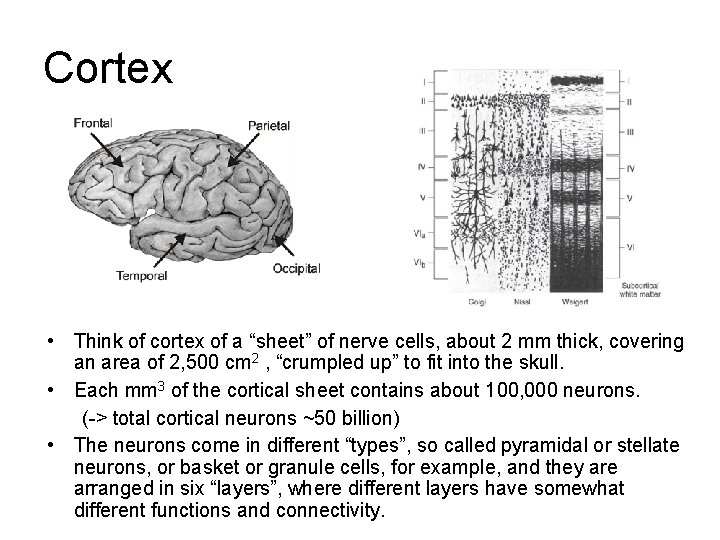 Cortex • Think of cortex of a “sheet” of nerve cells, about 2 mm