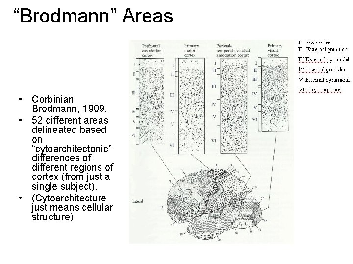 “Brodmann” Areas • Corbinian Brodmann, 1909. • 52 different areas delineated based on “cytoarchitectonic”