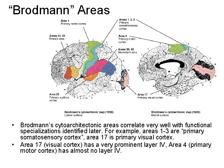 “Brodmann” Areas • Brodmann’s cytoarchitectonic areas correlate very well with functional specializations identified later.