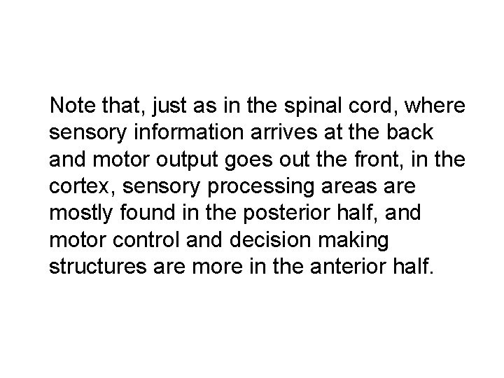 Note that, just as in the spinal cord, where sensory information arrives at the