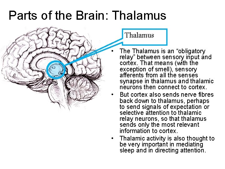 Parts of the Brain: Thalamus • The Thalamus is an “obligatory relay” between sensory