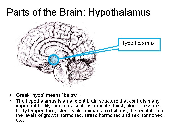 Parts of the Brain: Hypothalamus • Greek “hypo” means “below”. • The hypothalamus is