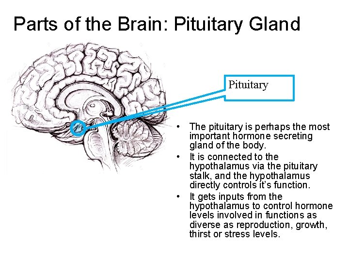 Parts of the Brain: Pituitary Gland Pituitary • The pituitary is perhaps the most