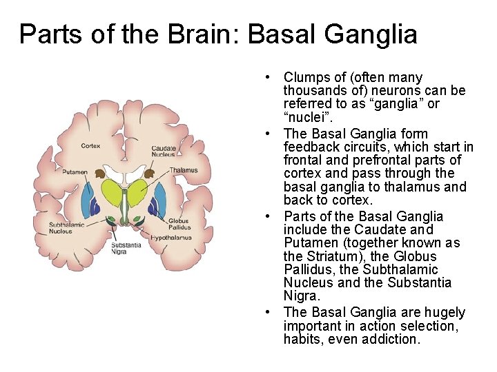 Parts of the Brain: Basal Ganglia • Clumps of (often many thousands of) neurons
