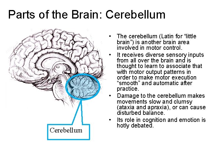 Parts of the Brain: Cerebellum • The cerebellum (Latin for “little brain”) is another