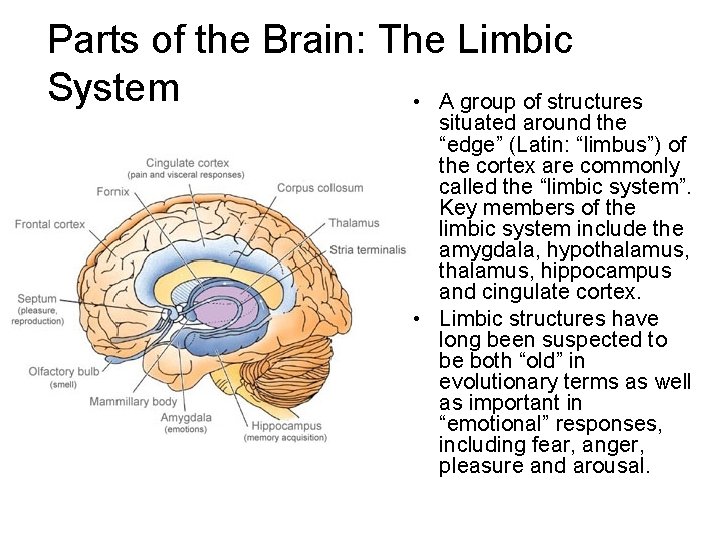 Parts of the Brain: The Limbic System • A group of structures situated around
