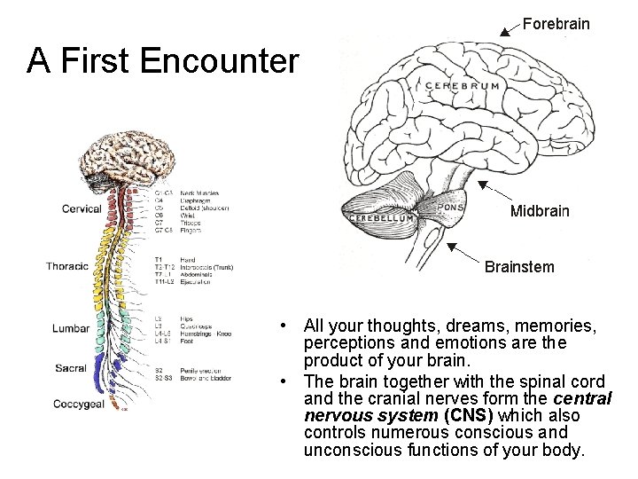 A First Encounter • All your thoughts, dreams, memories, perceptions and emotions are the