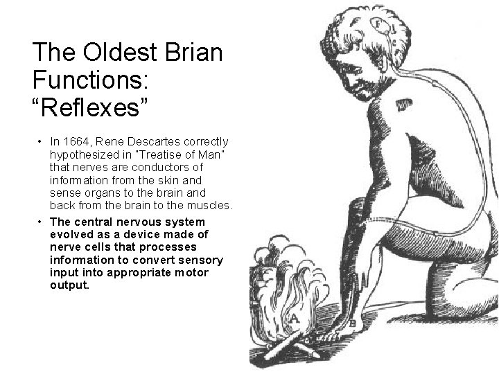 The Oldest Brian Functions: “Reflexes” • In 1664, Rene Descartes correctly hypothesized in “Treatise