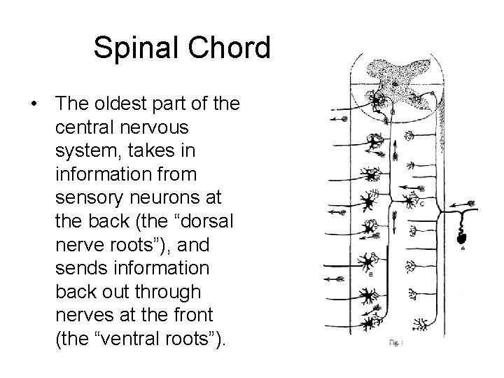 Spinal Chord • The oldest part of the central nervous system, takes in information