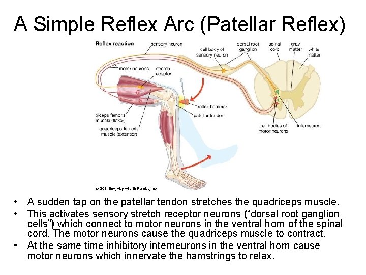 A Simple Reflex Arc (Patellar Reflex) • A sudden tap on the patellar tendon