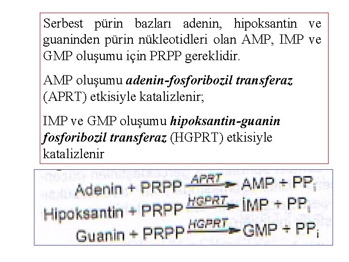 Serbest pürin bazları adenin, hipoksantin ve guaninden pürin nükleotidleri olan AMP, IMP ve GMP