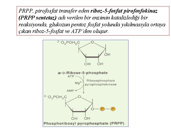 PRPP, pirofosfat transfer eden riboz-5 -fosfat pirofosfokinaz (PRPP sentetaz) adı verilen bir enzimin katalizlediği
